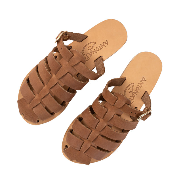 Aristomache Brown