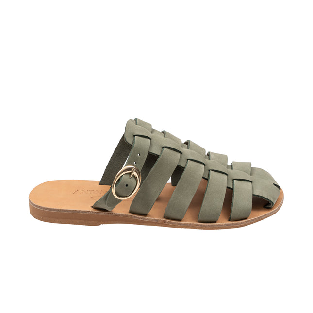 Aristomache Olive