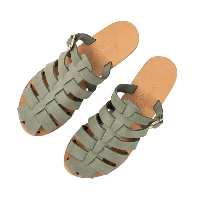 Aristomache Olive